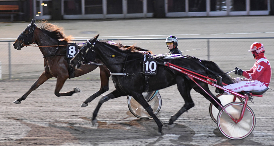 6 Appaloosa DSC_7283.jpg