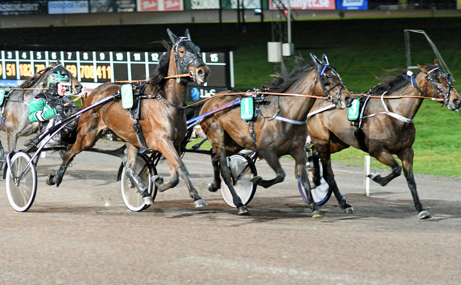 4 - Appaloosa.jpg