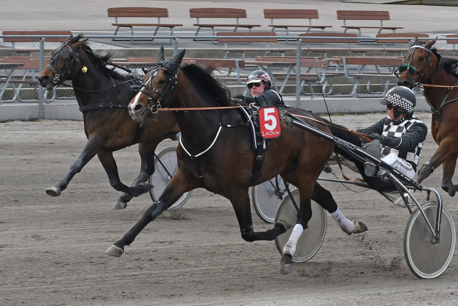 3 - falco simoni.jpg